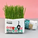 Cat Grass – Green Plant for Digestion, Potted with Seeds