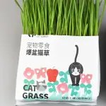 Cat Grass – Green Plant for Digestion, Potted with Seeds